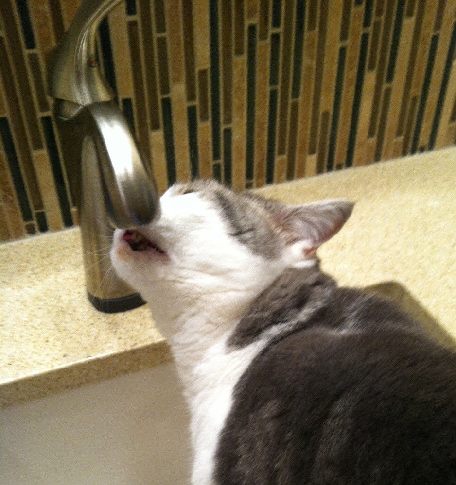 cat with water